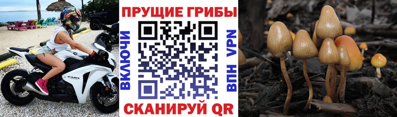 Купить где  Перевоз  Галлюциногенные грибы ЛСД 